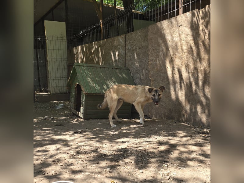 WOTAN , 1 1/3 jähriger Bub, mittelgroß, fröhlich, aufgeschlossen Junghund typisch verspielt