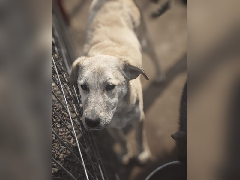 Paulinchen, Hündin, *ca. 03.06.2025, kniehoch bis mittelgroß, verschmust, freundlich, neugierig, ver