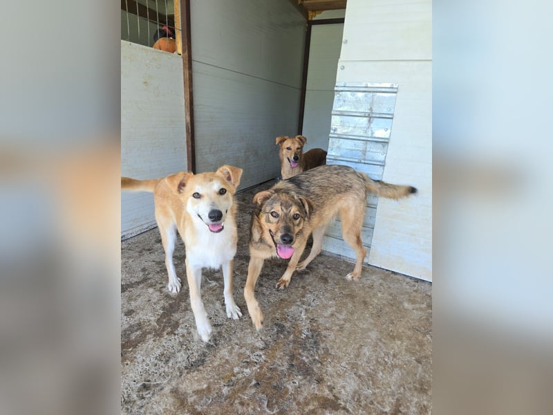 Andy, Rüde, *ca. 15.10.2024, ca. 55 cm, verschmust, aktiv, neugierig