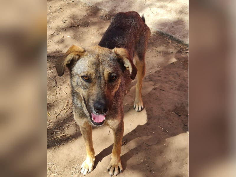 Como, 3-jähriger Bub, mittelgroß, freundlich, aufgeschlossen, sozial