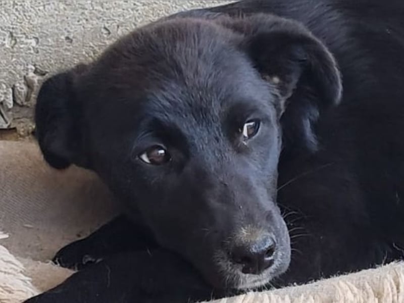 Loki, Hündin, *ca. 20.12.2024, ca. mittelgroß, feinfühlig, neugierig, (noch) zurückhaltend