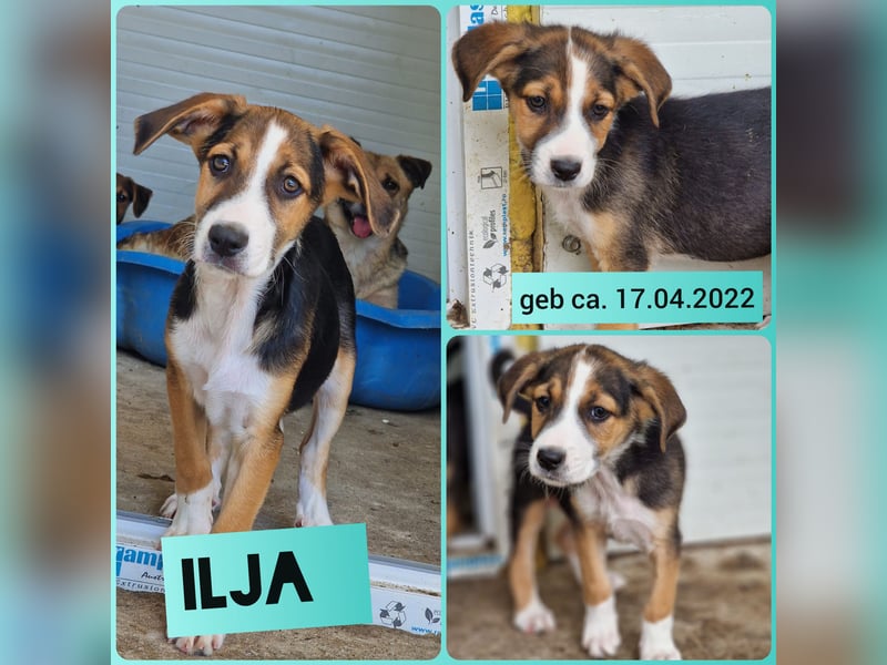 I L J A , 3-jähriger Junge, SH ca. mittelgroß, zurückhaltend, neugierig, sanft, sozial