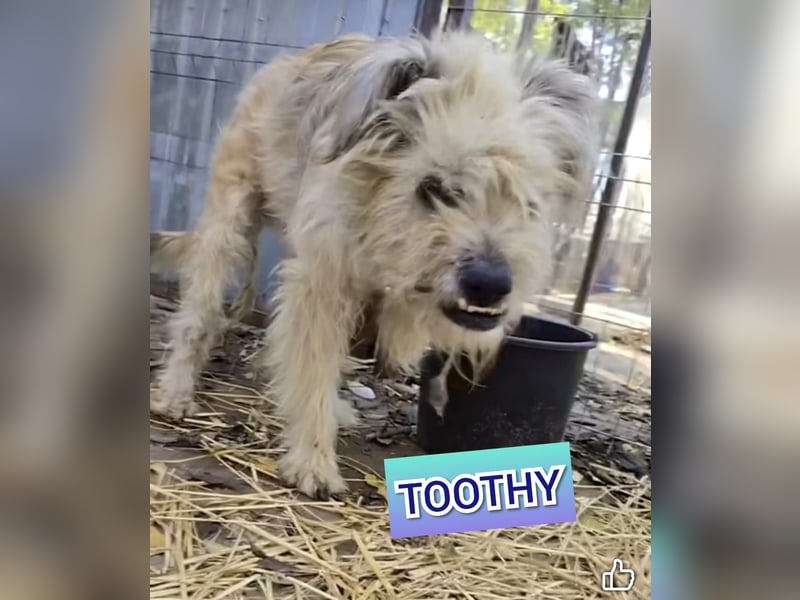 Toothy, Rüde, *ca. 01.11.2015, ca. kniehoch bis mittelgroß, Handicap, sanft, dankbar, fast blind