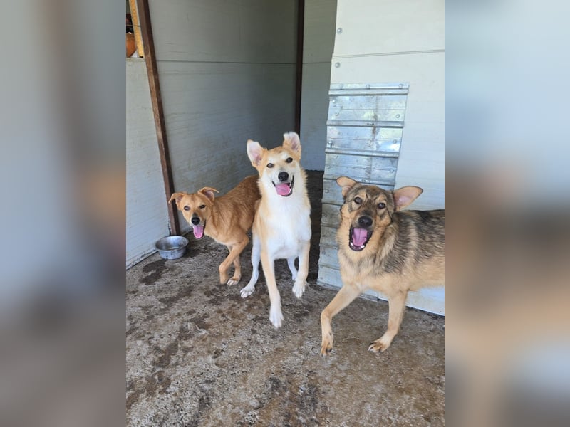 Andy, Rüde, *ca. 15.10.2024, ca. 55 cm, verschmust, aktiv, neugierig