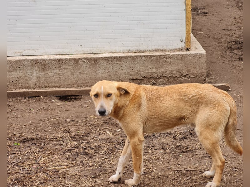 Dalton, ca, 2 ¼ jähriger Bub, SH ca. mittelgroß, freundlich, verspielt, sozial, verschmust