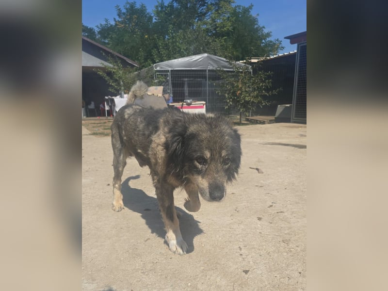 Dragos, Rüde, *ca. 15.9.2014, ca. mittelgroß, liebt Menschen, verspielt, dominant