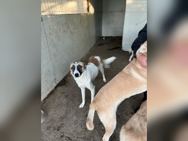 Marrone, 3 ½ jähriges Mädel, SH ca. 53 cm, freundlich, aufgeschlossen, verschmust, spielt gerne