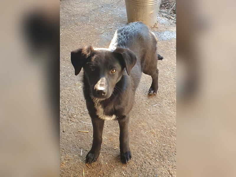 Isleen, Hündin, *ca. 14.06.2024, ca. mittelgroß, freundlich, verschmust, zurückhaltend