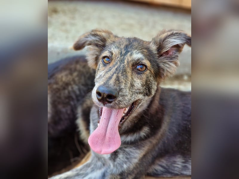 Anjo, 3Jahre 2 Monate alter Rüde, mittelgroß. freundlich, lustig, verspielt, aktiv
