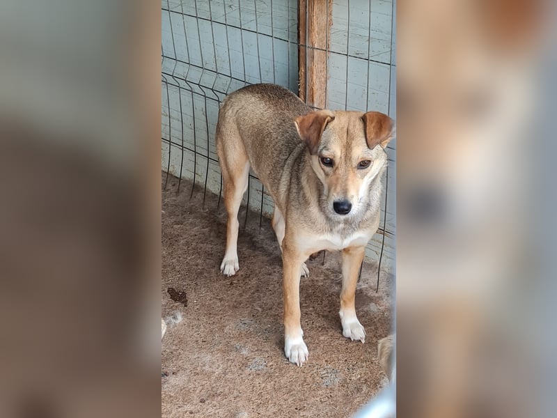 Isy, Hündin, *ca. 18.01.2021, ca. mittelgroß, ruhig, ängstlich, sozial