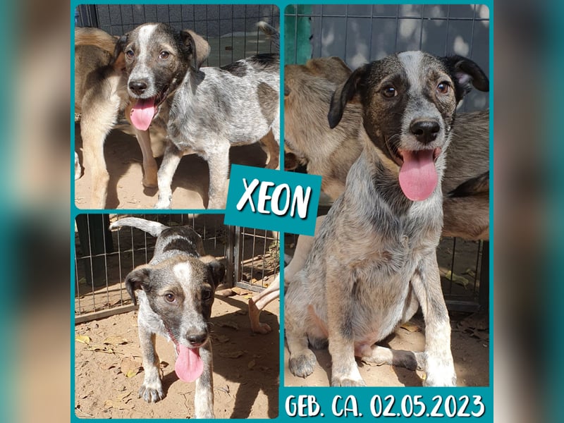Xenon, fast 2-jähriger Jundhund, SH ca. mittelgroß, freundlich, neugierig, sozial