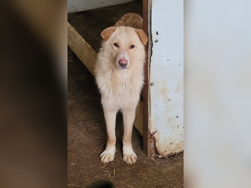 Carno, Rüde, 1 Jahr+ 8 Monate, mittelgroß bis groß, verschmust, sozial, aufgeweckt, neugierig
