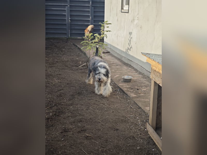Benny, Rüde, *ca. 10.04.2018, ca. mittelgroß, aufmerksam, wachsam, sozial im Rudel