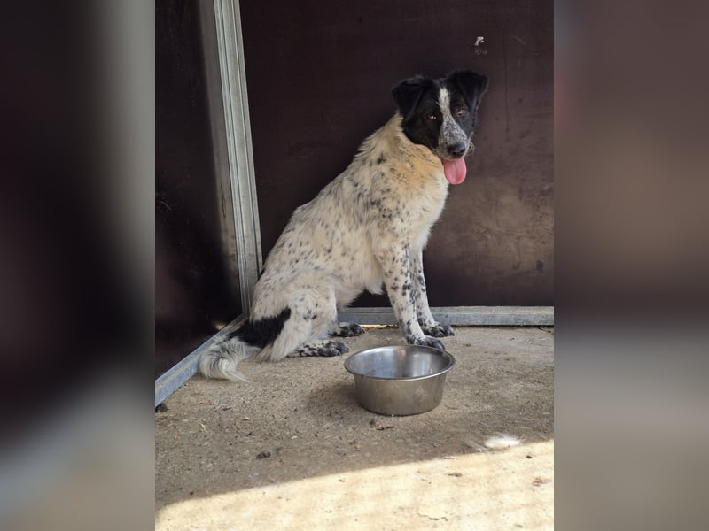 Polly. geb. ca. 11.12.2020, SH ca. mittelgroß, verspielt, fröhlich, sozial mit auserwählten Hunden