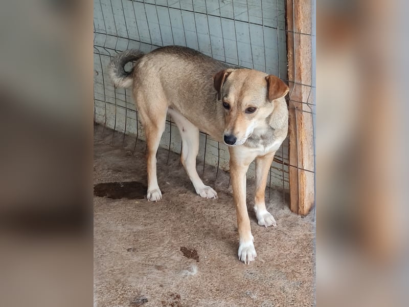 Isy, Hündin, *ca. 18.01.2021, ca. mittelgroß, ruhig, ängstlich, sozial