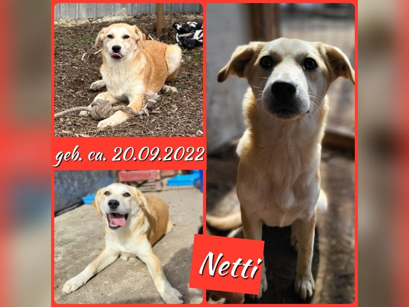 Netti, 2 ½ .jähriges Hundemädchen SH ca. mittelgroß, freundlich, offen, sozial)