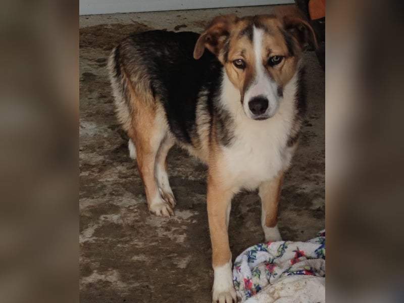 I L J A , 3-jähriger Junge, SH ca. mittelgroß, zurückhaltend, neugierig, sanft, sozial