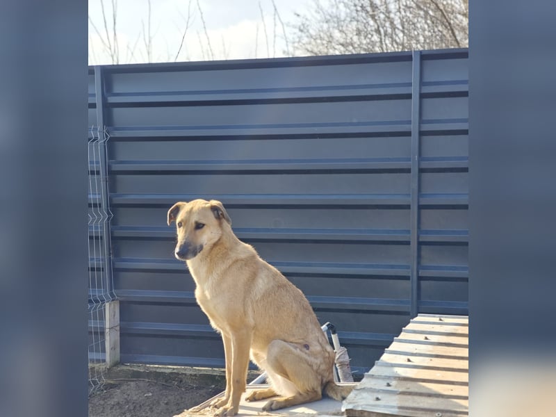 Malu, Hündin, *ca. 21.07.2023, ca. mittelgroß, vorsichtig, zurückhaltend, liebevoll, sanft, liebt St