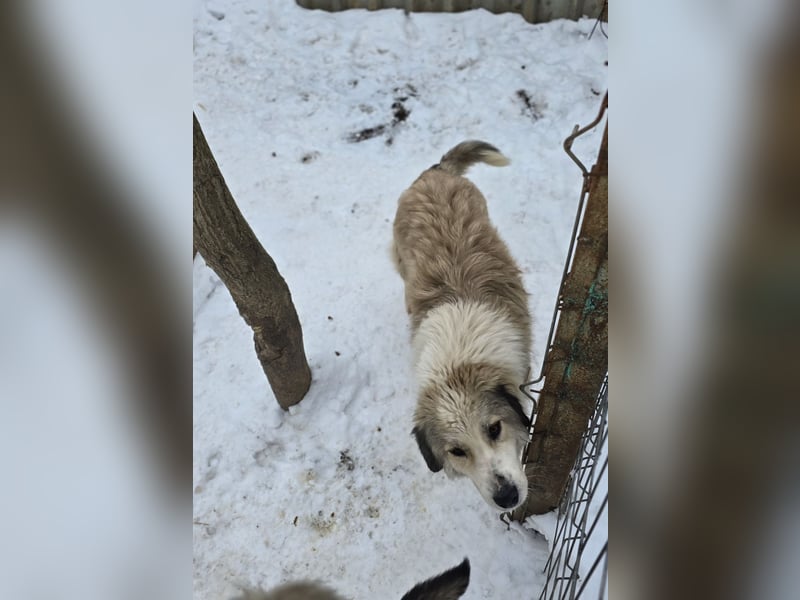 Asja, Hündin, *ca. 18.04.2022, SH ca. mittelgroß, freundlich, aufgeschlossen, verschmust, sozial