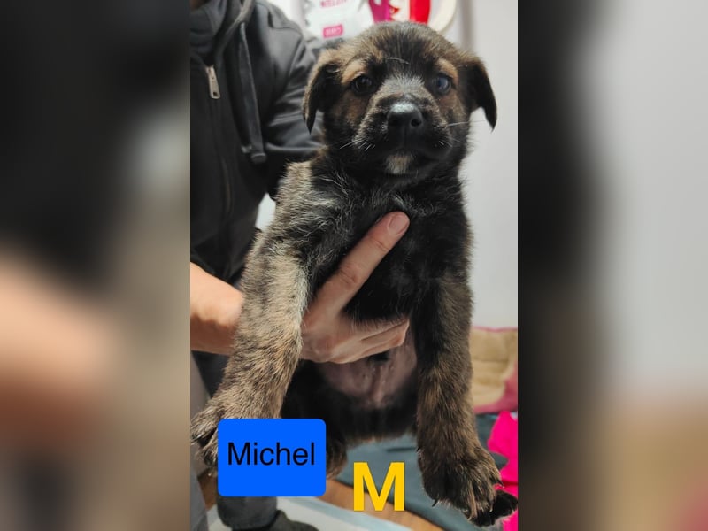 Michel, Rüde, *ca. 09.10.2024, SH ca. 55 -60 cm, neugierig, vorsichtig, schreckhaft, lieb