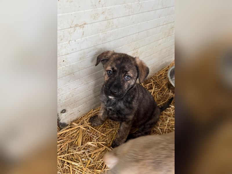 Michel, Rüde, *ca. 09.10.2024, SH ca. 55 -60 cm, neugierig, vorsichtig, schreckhaft, lieb