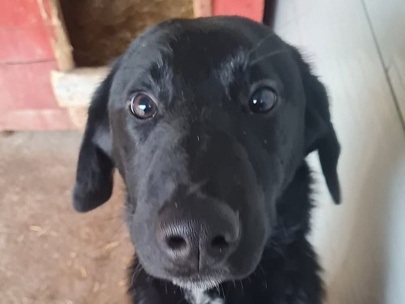 Ivan, Rüde,*ca. 14.06.2024, ca. mittelgroß, freundlich, zurückhaltend, ausgeglichen