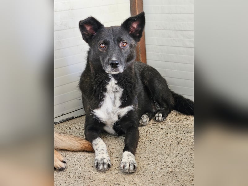 Melody, 6jährigen Hundedame, ca. mittelgroß, schüchtern, neugierig, lieb, sozial