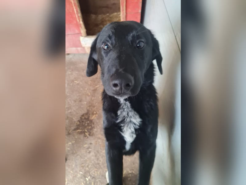 Ivan, Rüde,*ca. 14.06.2024, ca. mittelgroß, freundlich, zurückhaltend, ausgeglichen