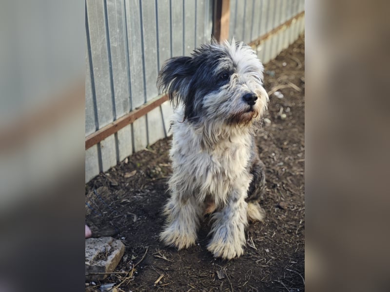 Benny, Rüde, *ca. 10.04.2018, ca. mittelgroß, aufmerksam, wachsam, sozial im Rudel
