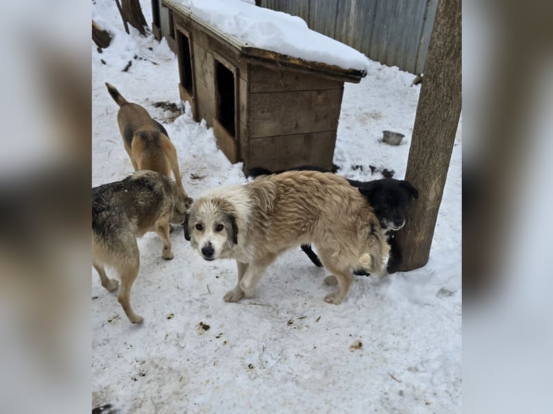 Asja, Hündin, *ca. 18.04.2022, SH ca. mittelgroß, freundlich, aufgeschlossen, verschmust, sozial