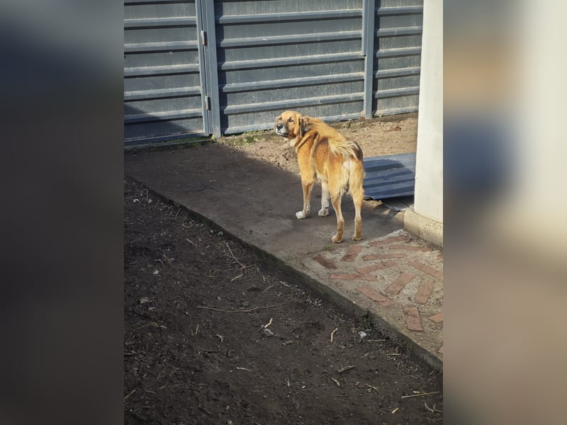 Arthos, Rüde, *ca. 20.10.2016, ca. mittelgroß, verschmust, aktiv, sozial, freundlich