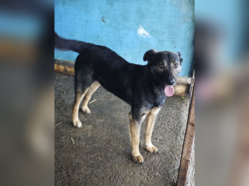 Assisi, Rüde, *ca. 03.01.2024, ca. mittelgroß, freundlich, warmherzig, neugierig, sozial