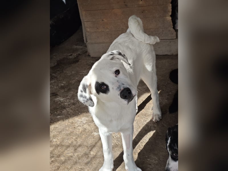 Tofu, Rüde, *ca. 10.09.2025, SH ca. kniehoch bis mittelgroß werdend, menschenbezogen, neugierig, lie