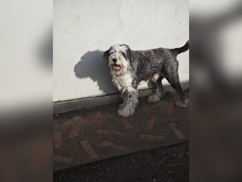 Benny, Rüde, *ca. 10.04.2018, ca. mittelgroß, aufmerksam, wachsam, sozial im Rudel