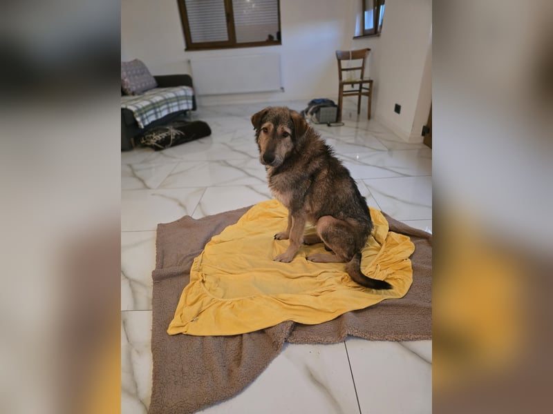 Werner, Rüde, *ca. 15.09.2023, ca. mittelgroß, ängstlich, vorsichtig, sensibel, unsicher