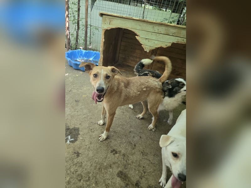 Dalton, ca, 2 ¼ jähriger Bub, SH ca. mittelgroß, freundlich, verspielt, sozial, verschmust