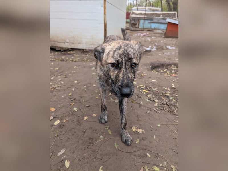 Michel, Rüde, *ca. 09.10.2024, SH ca. 55 -60 cm, neugierig, vorsichtig, schreckhaft, lieb