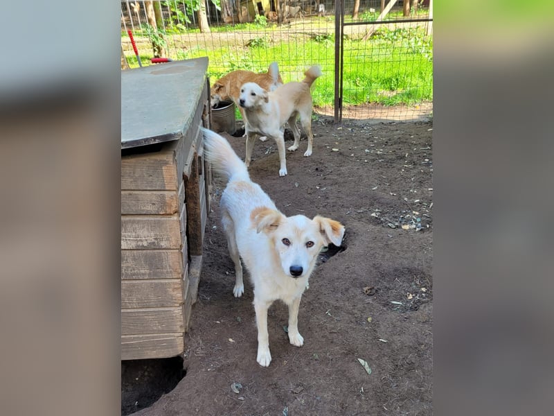 Fraser, 3-jähriger Bub, SH ca. mittelgroß, freundlich, sozial, verspielt, vorsichtig