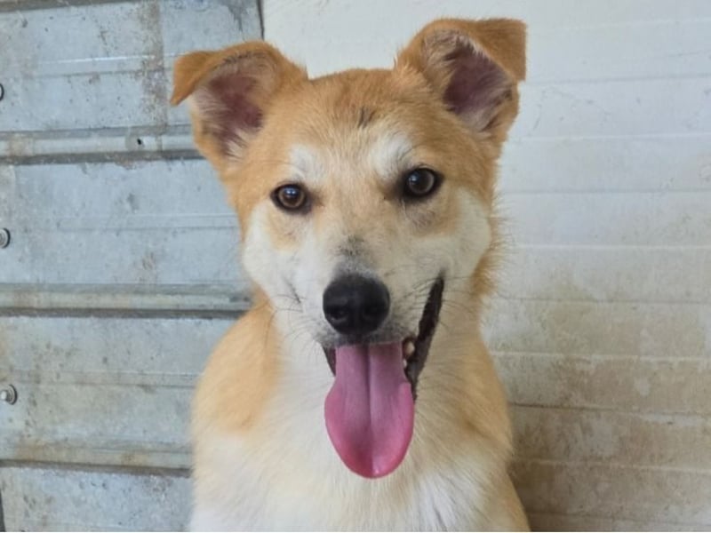 Andy, Rüde, *ca. 15.10.2024, ca. 55 cm, verschmust, aktiv, neugierig