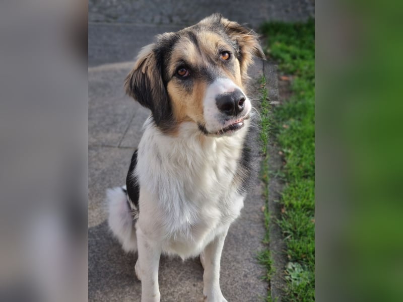 Zhara, Hündin, *ca.2.2.2024, ca. 59cm groß, ca. 26 kg, sozial, menschenbezogen, aufmerksam