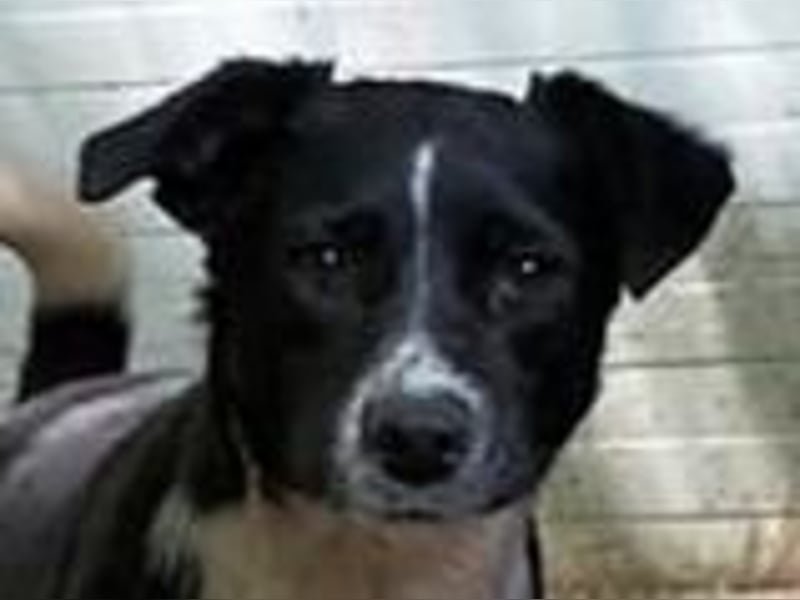 Mable, 4-jähriges Mädchen, SH ca. 55 cm, quirlig, freundlich, sozial, verspielt