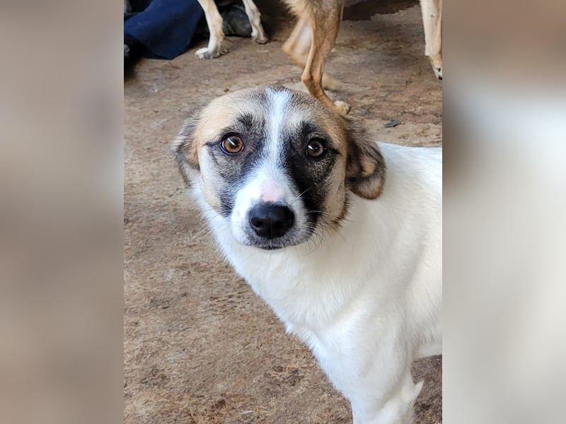 Marrone, 3 ½ jähriges Mädel, SH ca. 53 cm, freundlich, aufgeschlossen, verschmust, spielt gerne