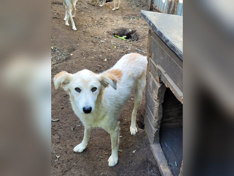 Fraser, 3-jähriger Bub, SH ca. mittelgroß, freundlich, sozial, verspielt, vorsichtig