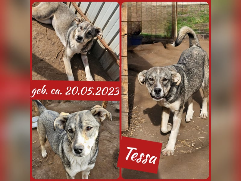 Tessa, 1Jahr und 10 Monate alte Junghündin mittelgroß, freundlich, offen, verspielt, neugierig