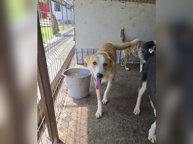 Matteo, Rüde, *ca. 09.10.2024, SH ca. 55-60 cm, freundlich, verschmust, unsicher, schreckhaft