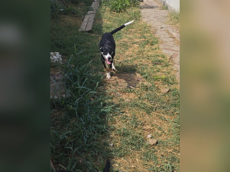 Catrina, Hündin, *ca. 10.04.2025, ca. mittelgroß, verschmust, aufmerksam, wissbegierig