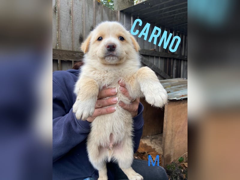 Carno, Rüde, 1 Jahr+ 8 Monate, mittelgroß bis groß, verschmust, sozial, aufgeweckt, neugierig