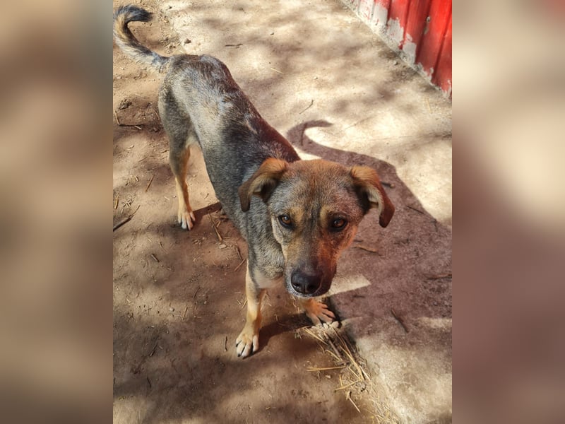 Como, 3-jähriger Bub, mittelgroß, freundlich, aufgeschlossen, sozial