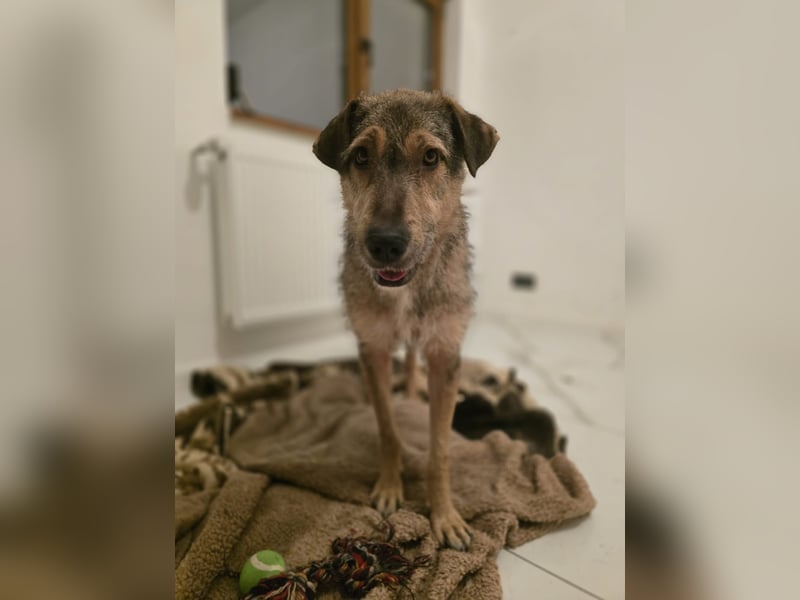 Werner, Rüde, *ca. 15.09.2023, ca. mittelgroß, ängstlich, vorsichtig, sensibel, unsicher