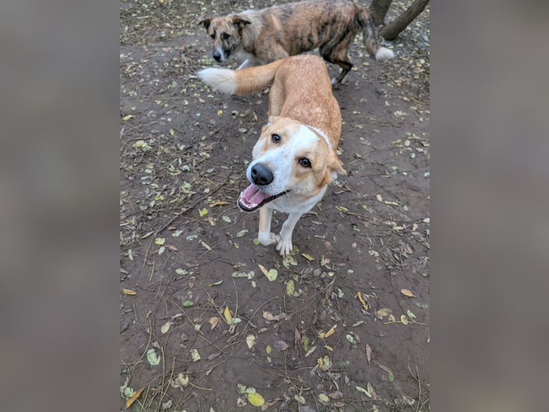 Matteo, Rüde, *ca. 09.10.2024, SH ca. 55-60 cm, freundlich, verschmust, unsicher, schreckhaft